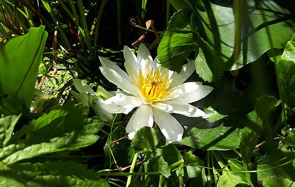 Seerose im eigenen Gartenteich
